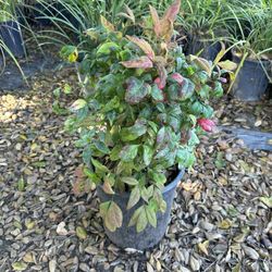 Nandina Nana