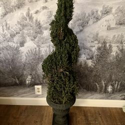 Preserved Spiral Topiary 