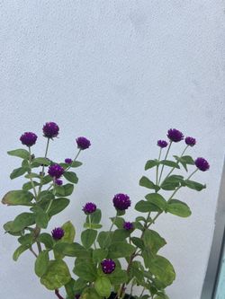 Purple Globe Amaranth Flower Gomphrena