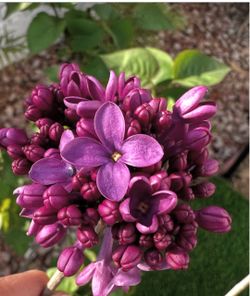 Rose Beach Party Lilac