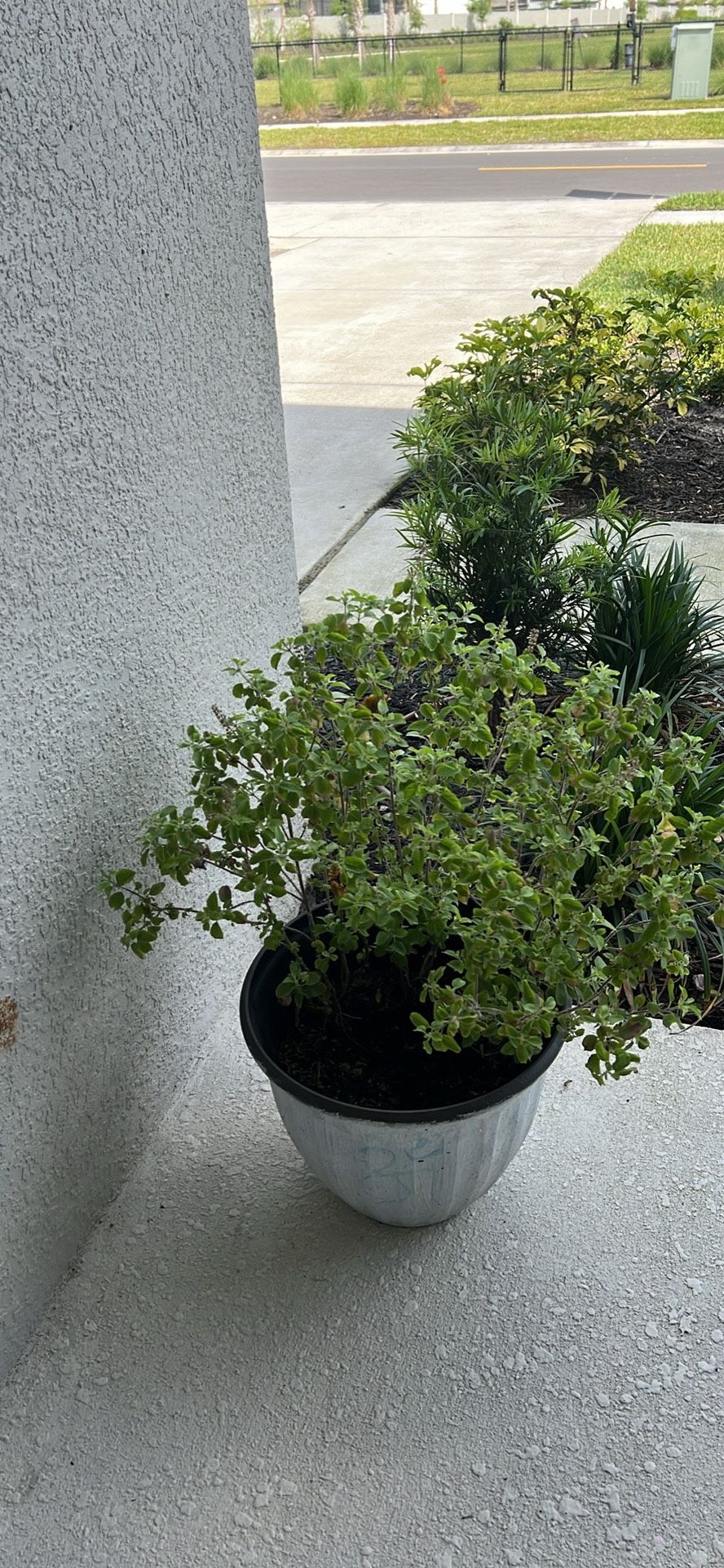 Big Tulsi Plant + Pot With Sand