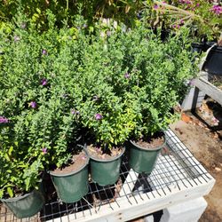 ash 1gallon plant flowers purple 