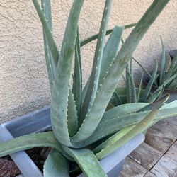 Aloe Vera Plant