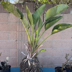 Bird Of Paradise