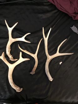 Antlers