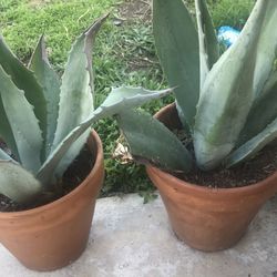 Blue Agave