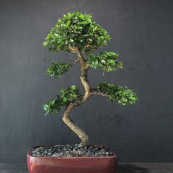Bonsai Fukien tea 
