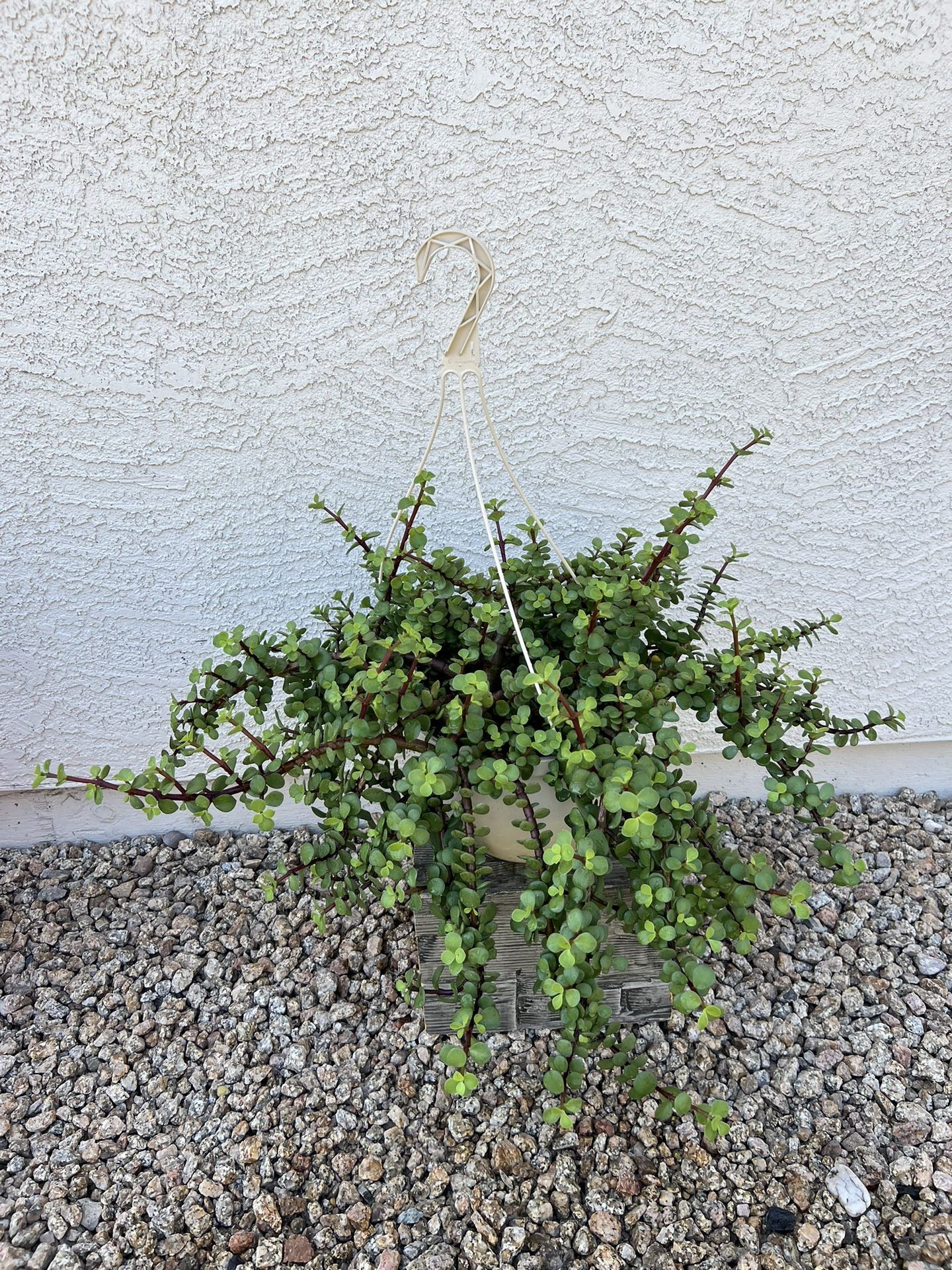 Succulent Plant In Hanging Pot 