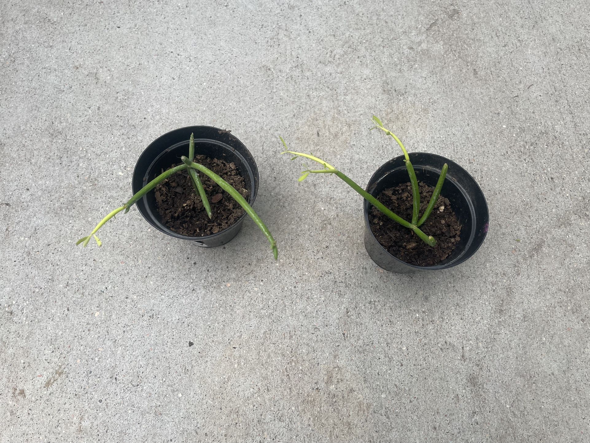 PLANT SALE