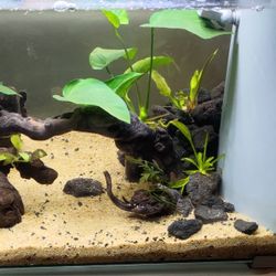 Beautiful 5 Gal Tank! No Fish -No Shrimp.