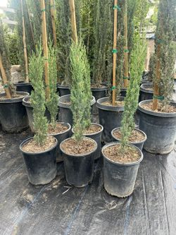 Italian Cypress