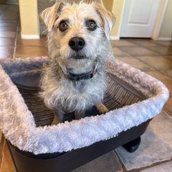 Pet Gear Bucket Seat