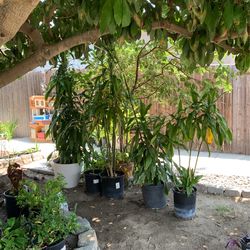 Pot Plants For Sale