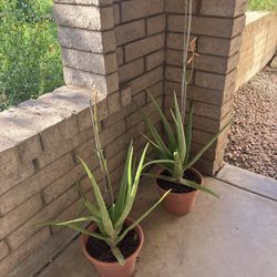 Aloe Vera Plants