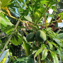 Papaya Plant With Fruit 🍑 7 Foot Tall.