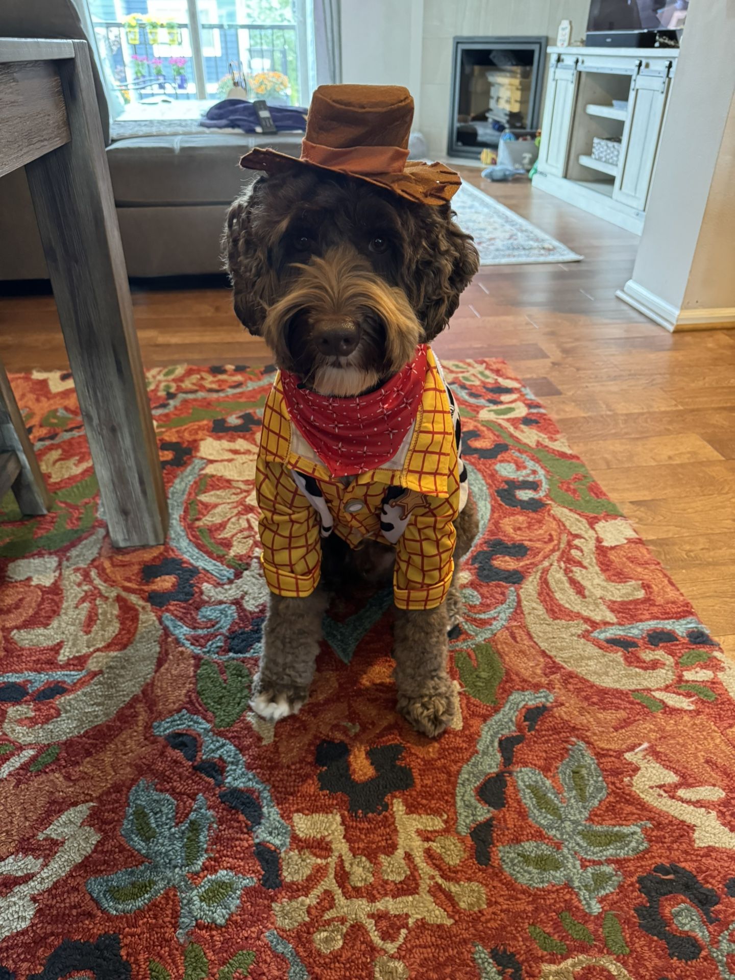 Pet Costumes