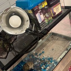 5 Gallon Tank And Turtle 