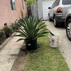 Succulent Agave Plant  (Dwarf Dementiana) 5 Gallon Bucket 29” Inch Tall 