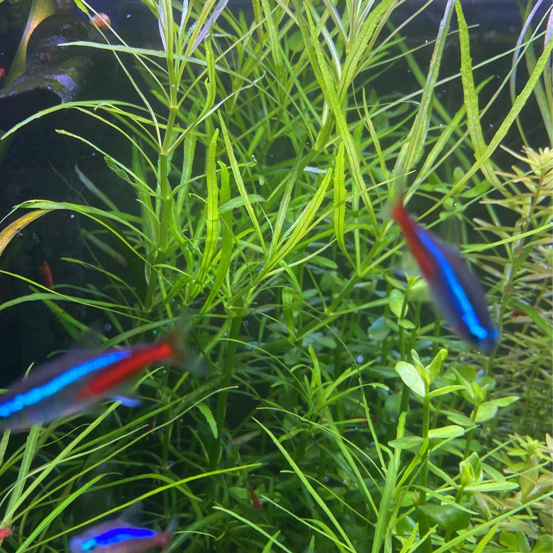 Pogostemon Stellatus 'Octopus' Aquarium plant