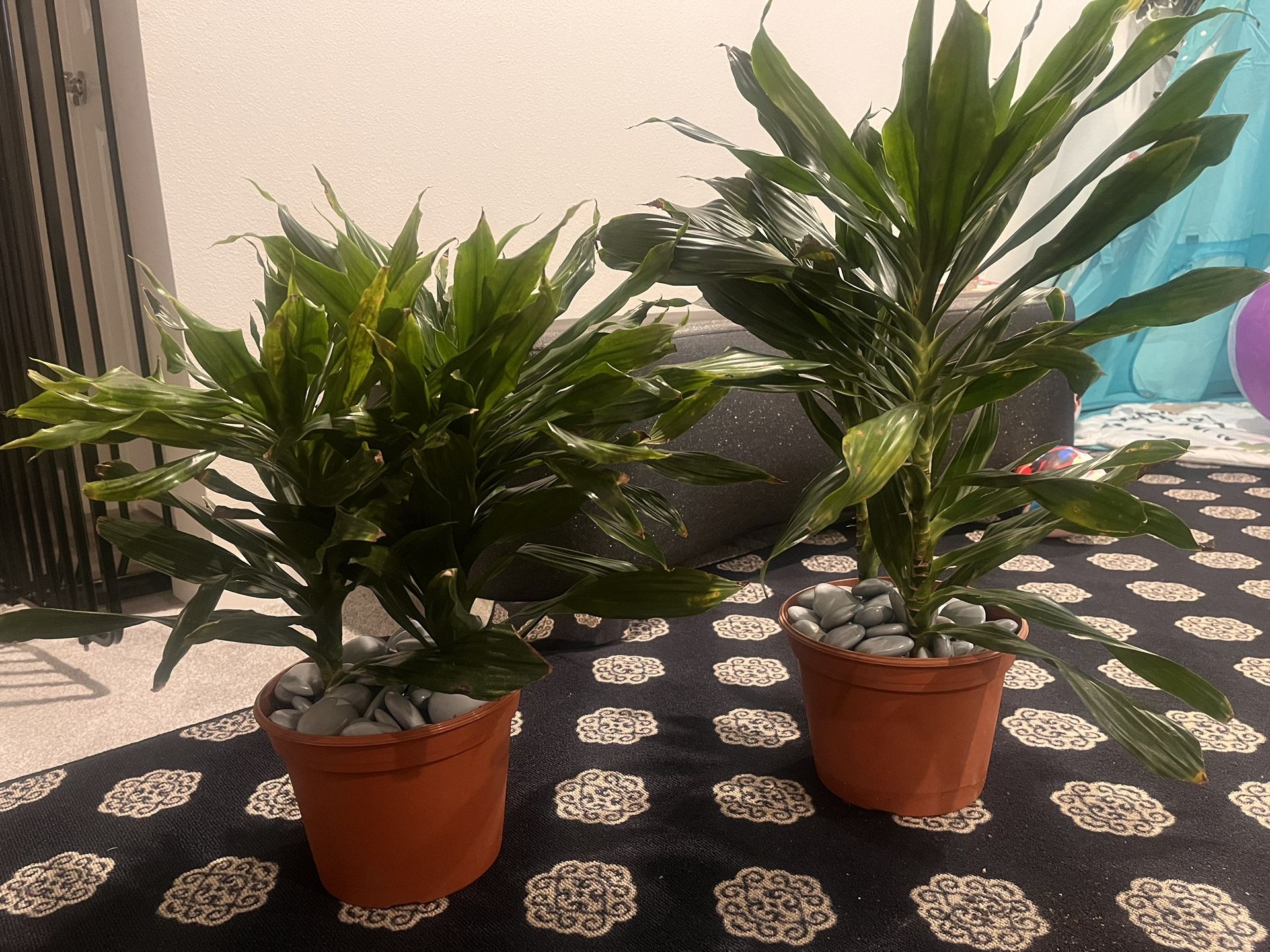Live Plants for Sale in Black Diamond, WA OfferUp