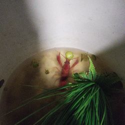 Fish Tank Decorations 