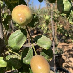 Jujube Tree