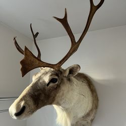 Caribou Mount
