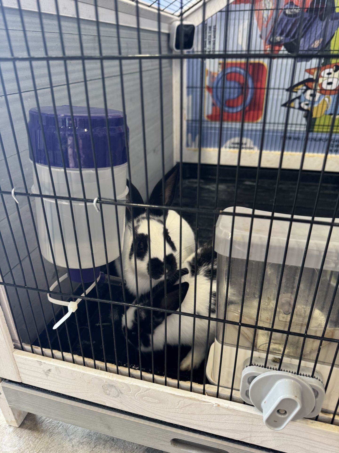 Rabit with cage and accessories