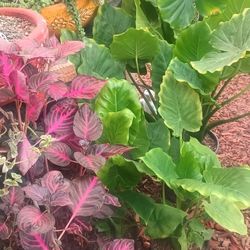 Beautiful ☘️ Plants.