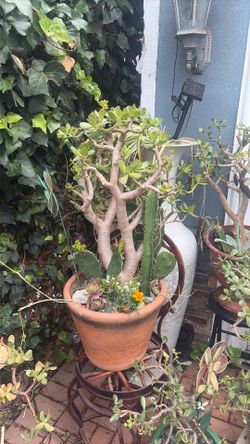 Large ceramic pot money tree jade plant