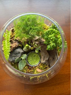 Handcrafted Living Terrarium