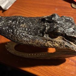 A alligator head