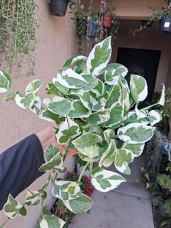 Small N'Joy Pothos Plant $13