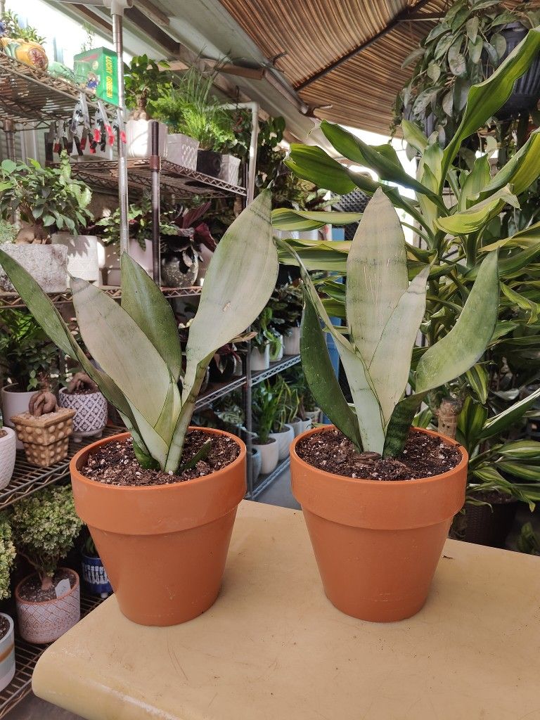 Moonshine Snake Plant