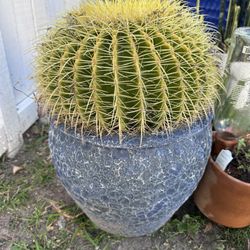 Barrel Cactus In Beautiful Pot