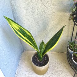Sansevieria Golden Flame Plant