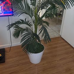 Decorative Plant For Sale