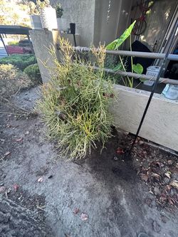 Fire stick plant