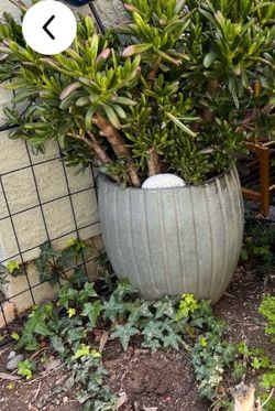 Big potted succulents