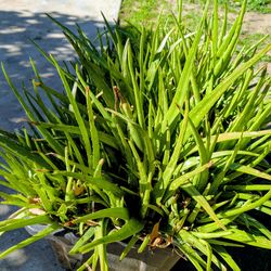 Large Aloe Vera Plants In  Container ~ 26" x 17" x 15".