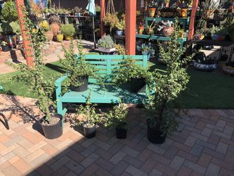 Portulacaria Afra ELEPHANT BUSH Succulent Plants 