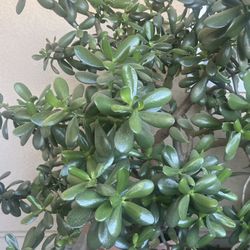 Jade Plant
