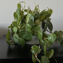 Pothos Plant With Ceramic Pot