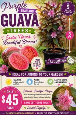 Purple Thailand guava trees 🌳💜