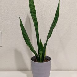 Real Snake Plant Sansevieria