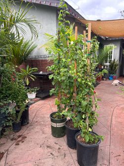 Bougainvillea (white)