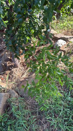 2 jujube plant. $35
