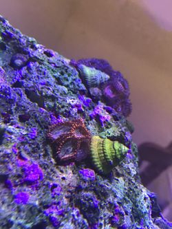 Coral