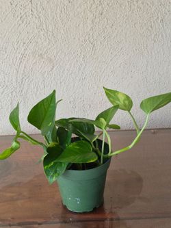 Teruno Valencia Pothos #2