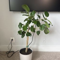 4FT FICUS AUDREY TREE W BRANCHES